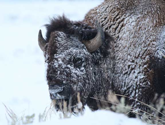 Yellowstone NP bison in snow