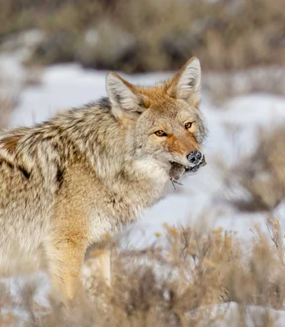 Yellowstone coyote eating a rodent