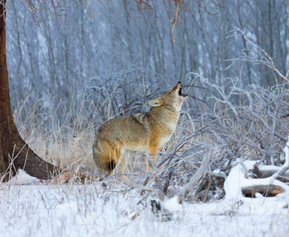 Yellowstone coyote howling