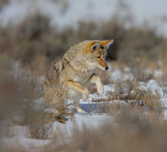 Yellowstone coyote jumping