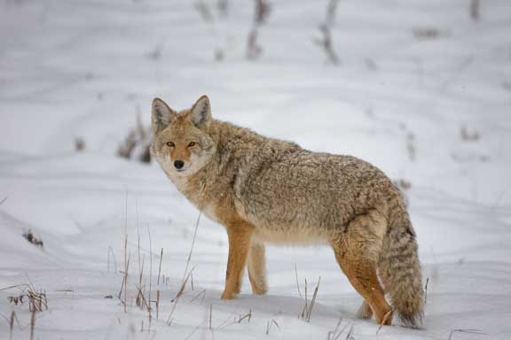 Yellowstone NP coyote in snow