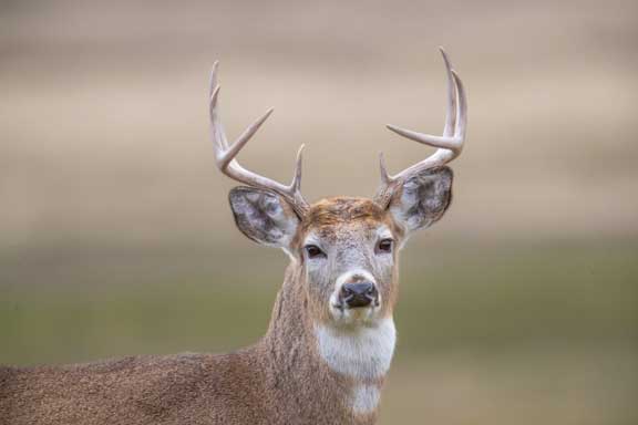 Yellowstone whitetail deer buck