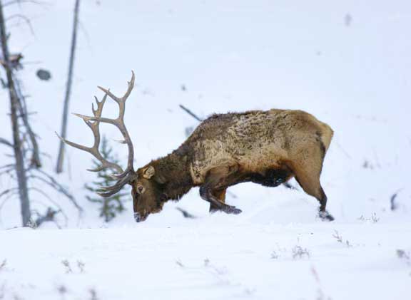 Yellowstone NP elk in snow