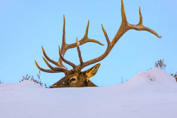 Yellowstone Elk in snow