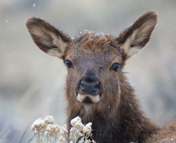 Yellowstone elk face close up