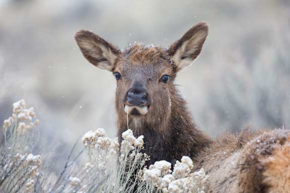 Female Yellowstone Elk in snow