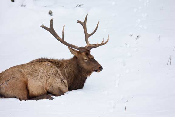 Yellowstone Elk in snow