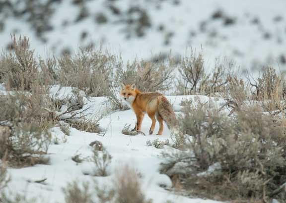 Yellowstone NP fox in winter