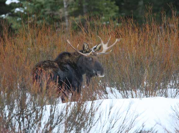 Yellowstone NP moose in winter