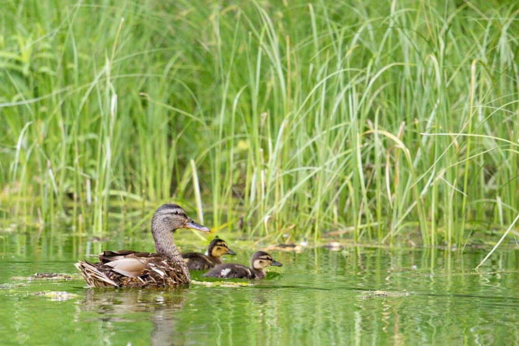 Hen mallard with ducklings.