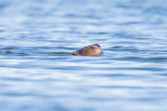 River otter swimming in a lake