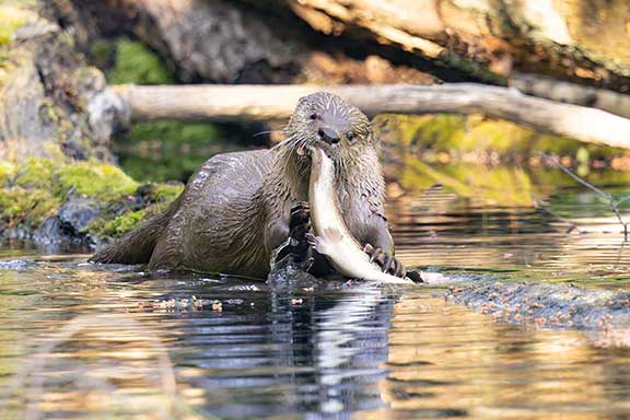 River otter eating a fish