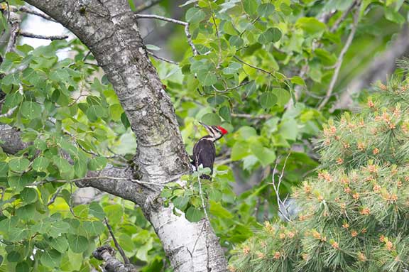 Pileated woodpecker looking for insects in a tree. 