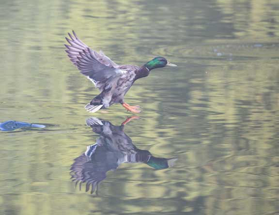 Mallard drake (male) coming in for a landing