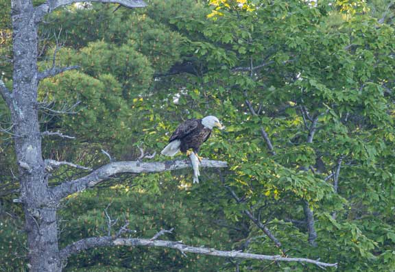 Bald eagle perching on a branch with an eagle in its talons. 