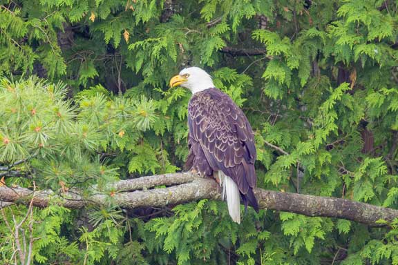 Bald eagle perching over a pond with fish