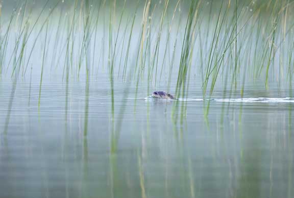 View of a river otter in the reeds. 