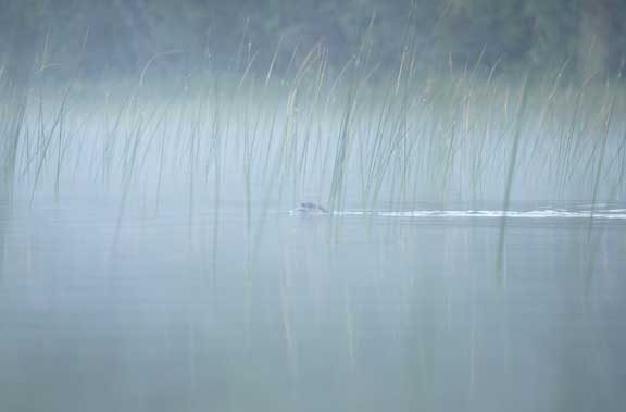 Hazy view of a river otter in the reeds. 
