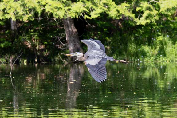 Great blue heron coming in for his share of trout.