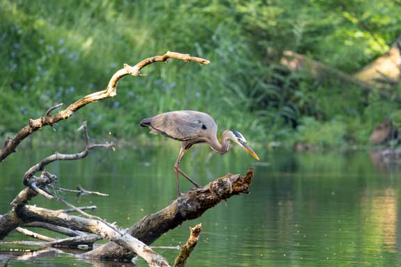 Great blue heron fishing for his share of trout.