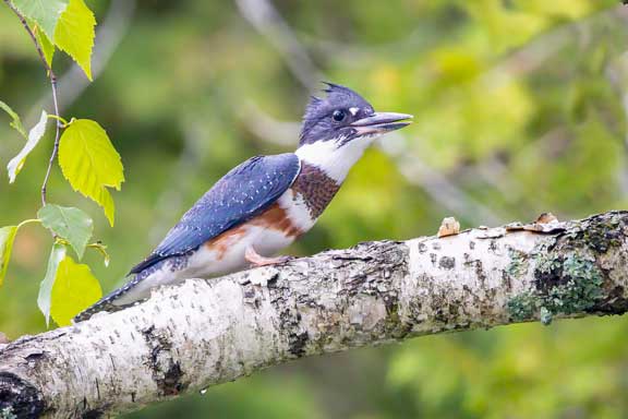 Female belted kingfisher on a branch overlooking the water.