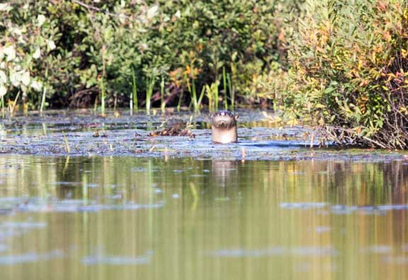 River otter on a river looking at us while we kayaked