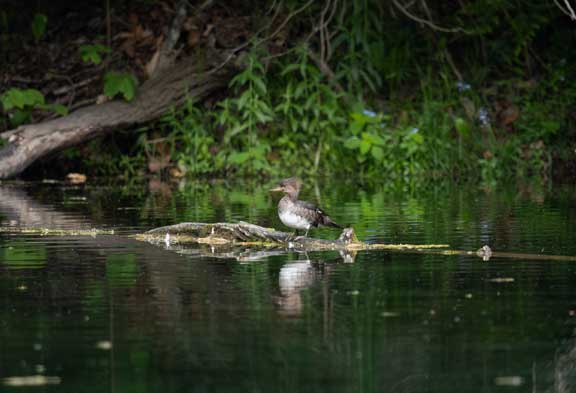 Female hooded merganser