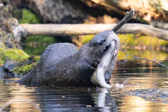 River otter eating a fish