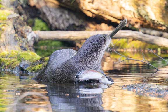 River otter eating a fish watching for an eagle above it.
