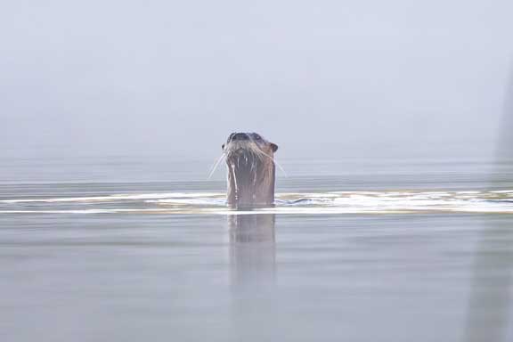 River otter poking his head out of the water right in front of us. 