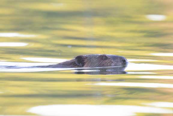 River otter swimming right past us. 