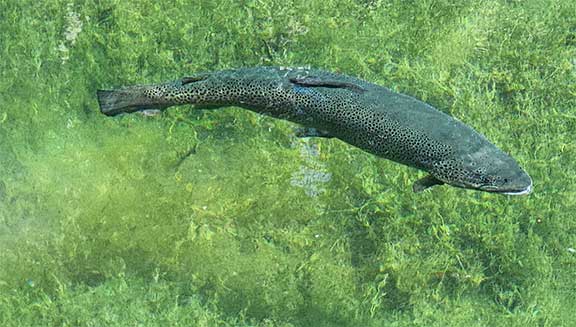 Trout swimming just below the surface.