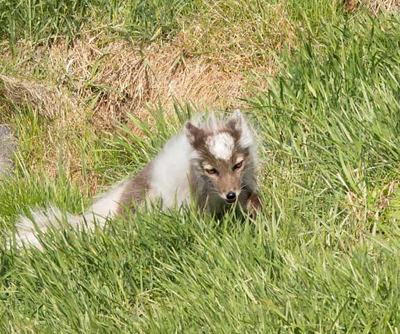 Arctic fox in middle of shedding coat.