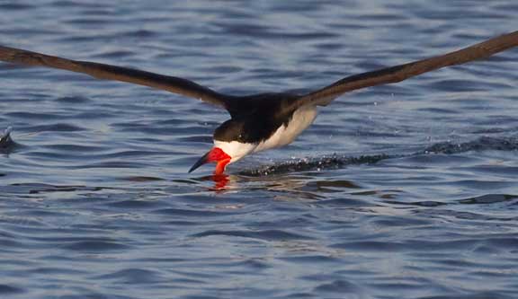 Black Skimmer flying with beak in the water