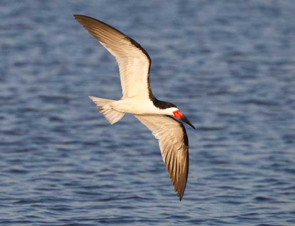 Black Skimmer flying rapidly by