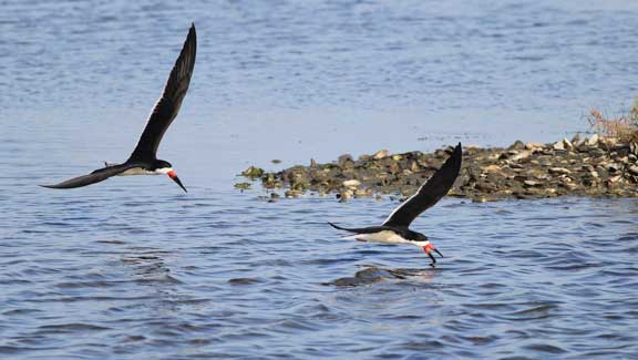 Black Skimmer flying with beak in the water