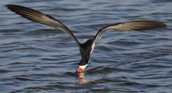 Black Skimmer flying with beak in the water
