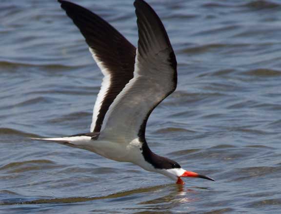 Black Skimmer flying with beak in the water