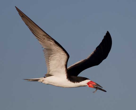 Black Skimmer flying with fish in mouth