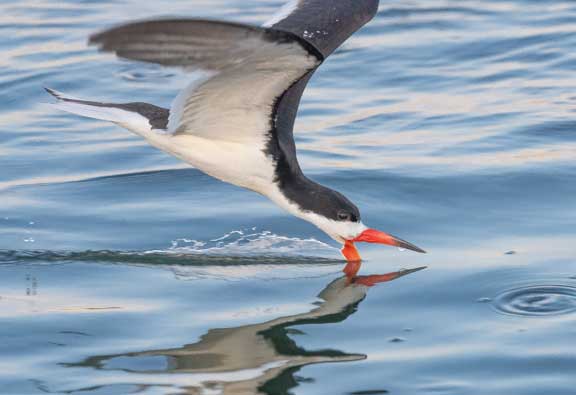 Black Skimmer flying with beak in the water