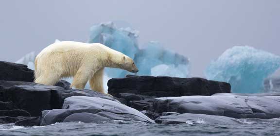 Polar bear walking into the water. 