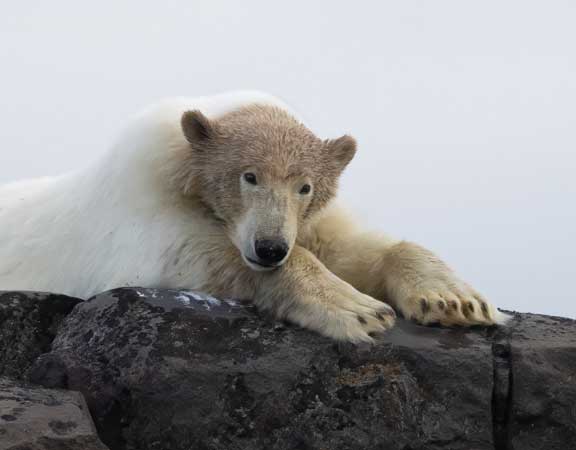 Polar bear posing for us