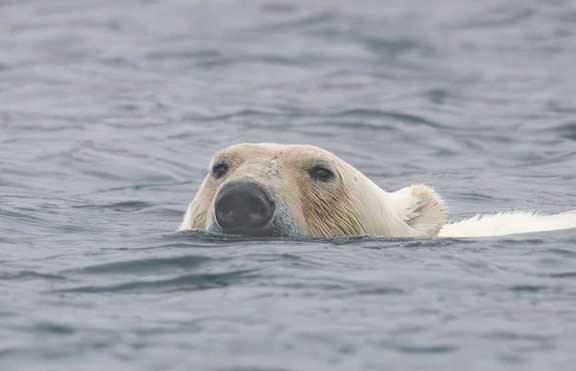 Polar bear face while swimming