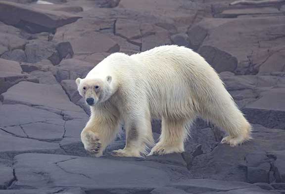 Polar bear on rocks walking right past us.