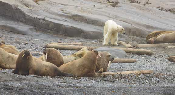Polar bear walking amongst walrus