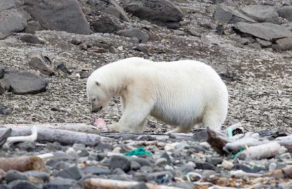 Polar bear eating whale meat. 