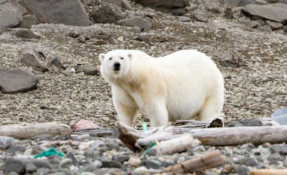 Polar bear looking at us.