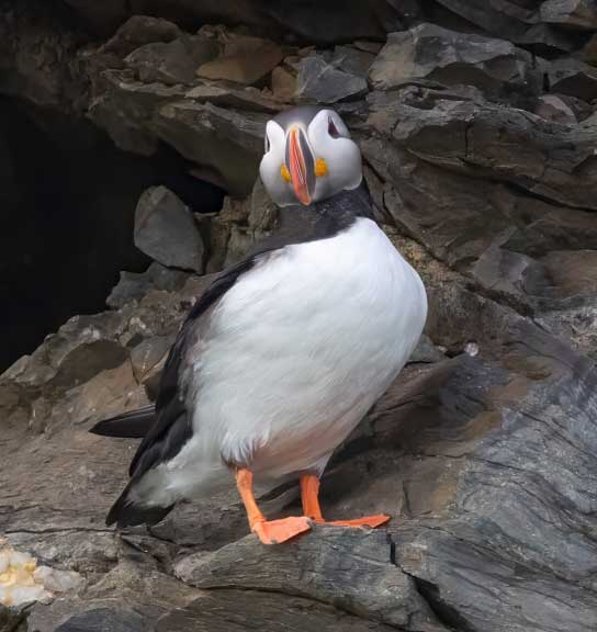 Single puffin on the cliff.