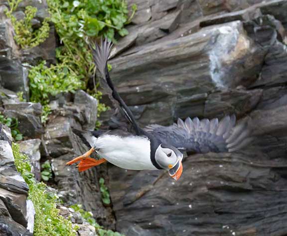 Puffin flying off cliff.