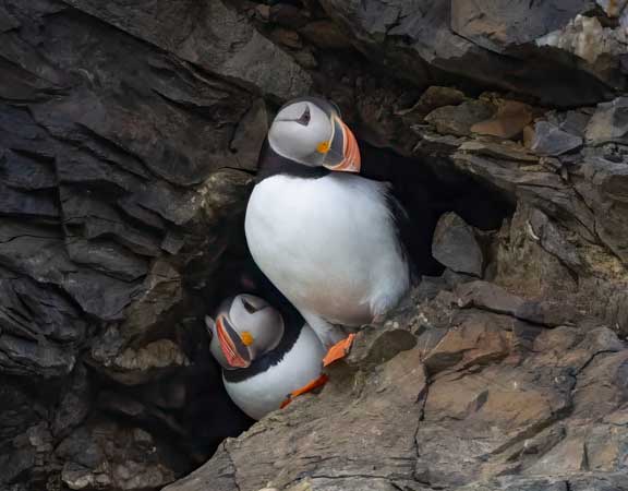 Two puffins on the rocks. 